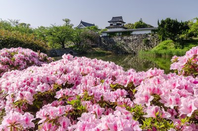 🌸 춤추는 학 공원 (마이즈루 코엔)